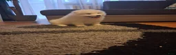 Samojeed honden te koop: Samojede pups - Advertentie 2