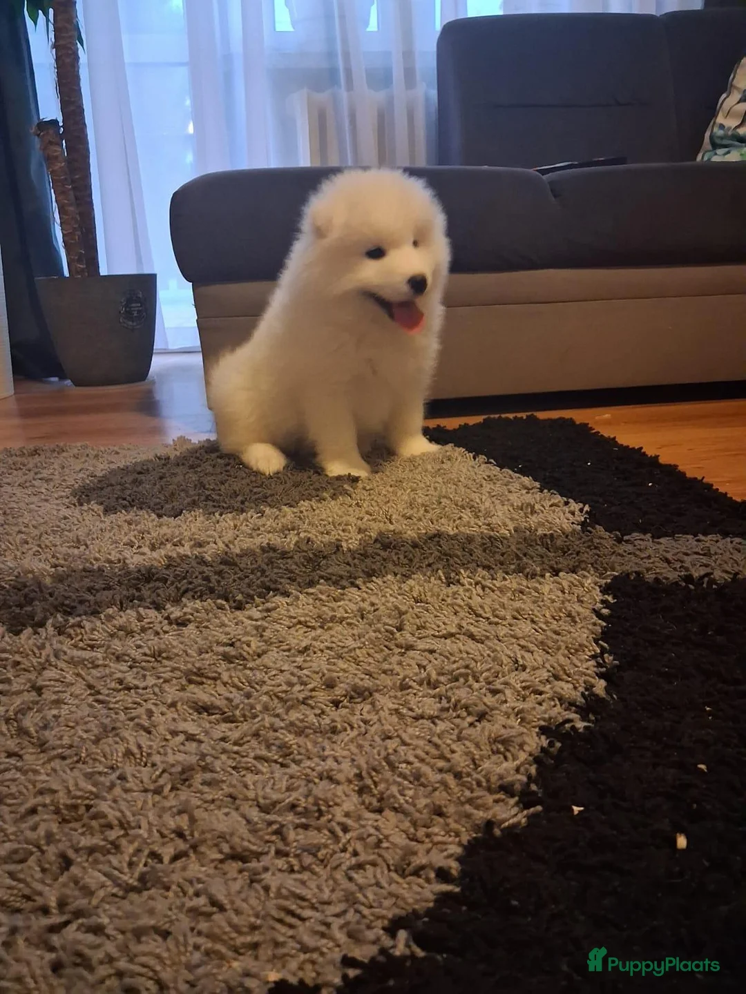 Samojeed honden te koop: Samojede pups - Advertentie 2
