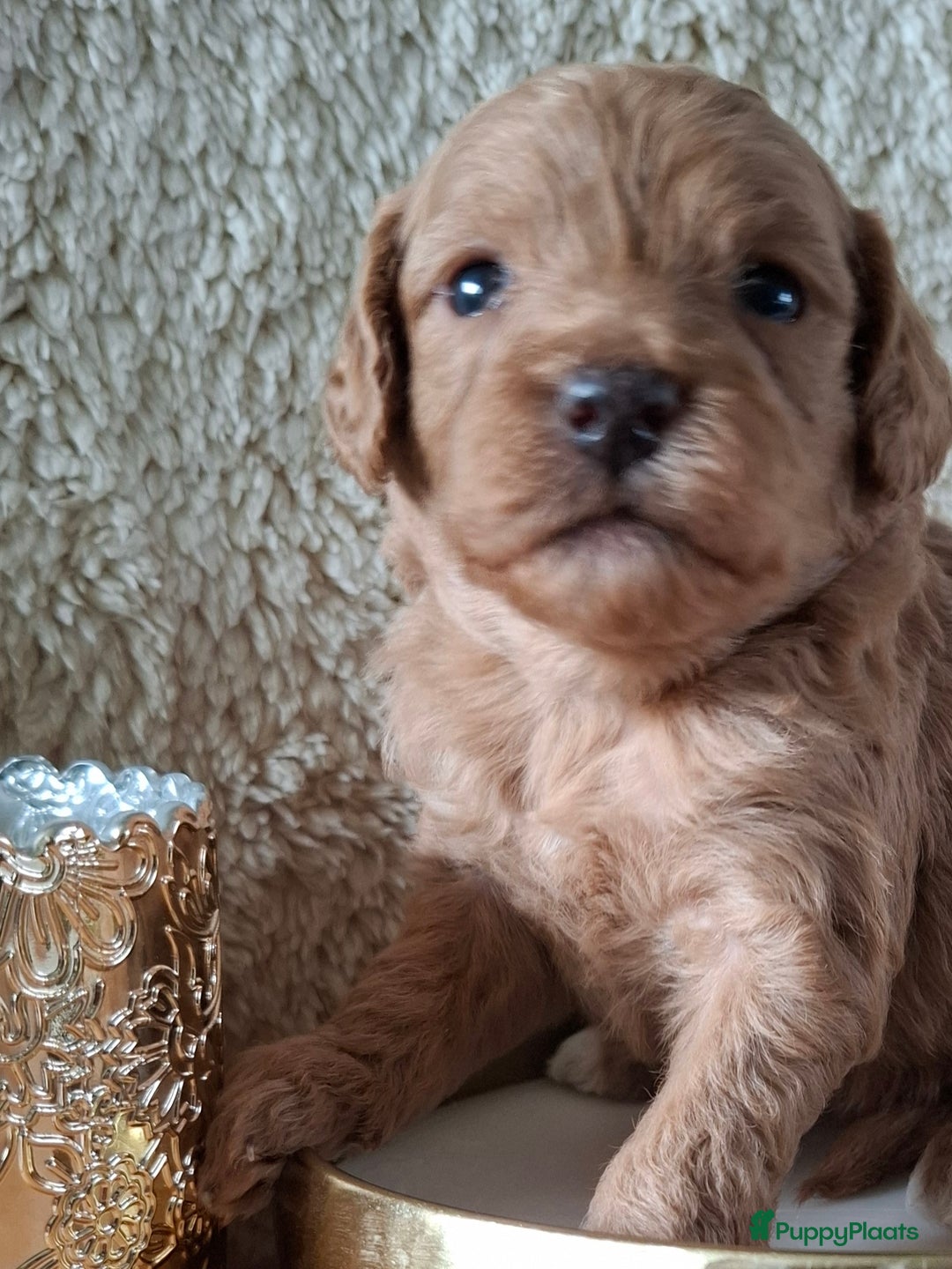 Labradoodle honden te koop: Labradoodle pups kleine  medium  - Advertentie 18