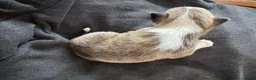 Chihuahua honden te koop: Korthaar chihuahuapups - Advertentie 8