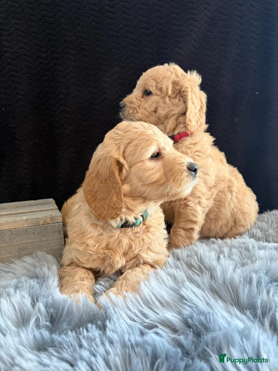 Kruising honden te koop: Prachtig nestje Goldendoodle/Labradoodle puppy’s in Heeswijk Dinther - Advertentie 12