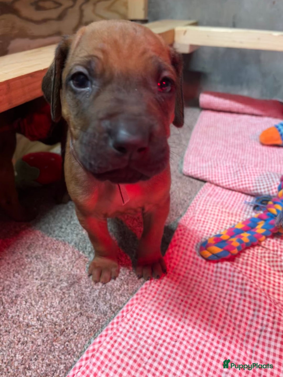 Rhodesian Ridgeback honden te koop: Rhodesian Ridgeback pups met stamboom - Advertentie 12