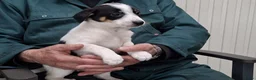 Fox Terriër Gladhaar honden te koop: boerenfox pups - Advertentie 3
