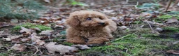 Poedel Toy honden te koop: 🐩 Coco, Nuno & Zizou – Klein maar Bijzonder! ❤️ - Advertentie 8