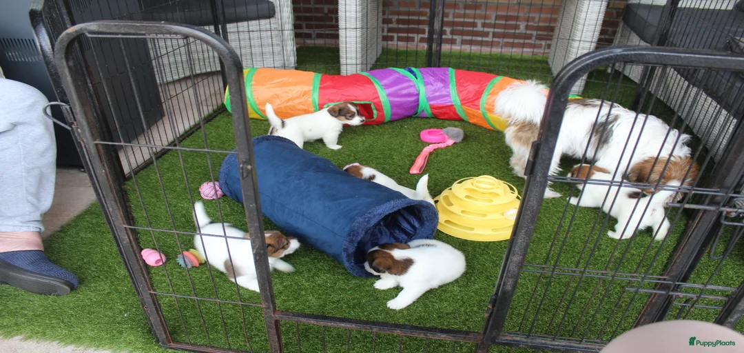 Galerij afbeelding {{count}}