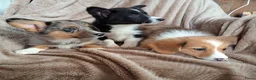 Welsh Corgi Cardigan honden te koop: Lieve sociale speels Welsh Corgi Cardigan puppys  in Heeswijk Dinther - Advertentie 3