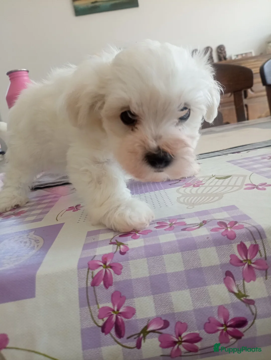 Kruising honden te koop: Maltichon-  1 reu nog beschikbaar  - Advertentie 14