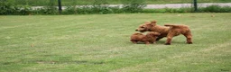 Goldendoodle honden te koop: Mooie Goldendoodle pups - Advertentie 3