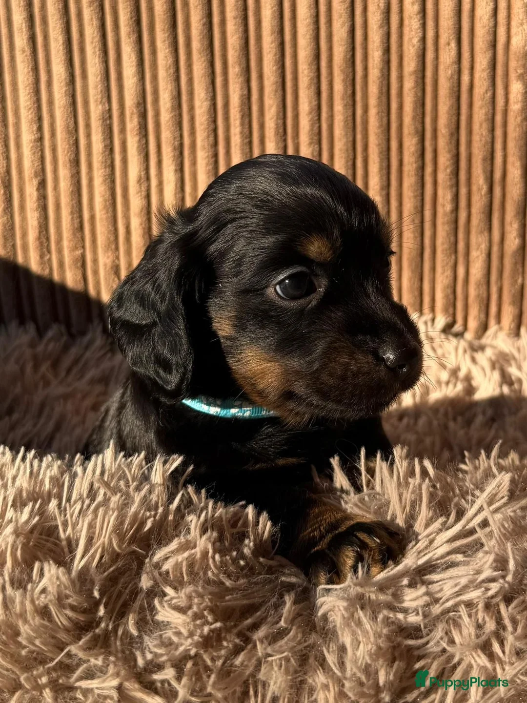 Teckel (korthaar)  honden te koop: Teckel pups - Advertentie 3