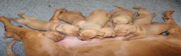 Vizsla korthaar honden te koop: Prachtge Vizsla's met stamboom - Advertentie 3
