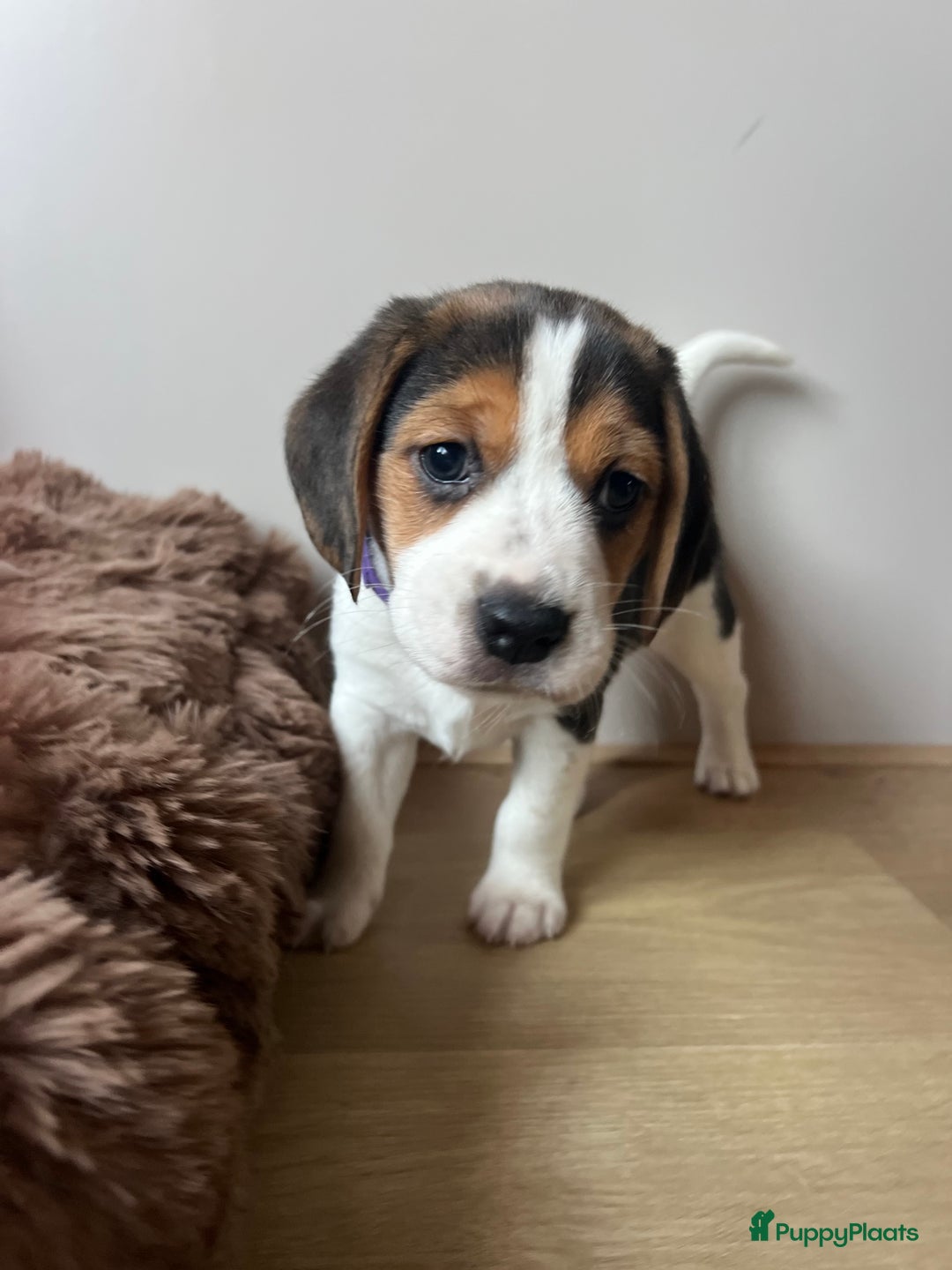 Beagle honden te koop: Vier lieve Beagle puppy’s  - Advertentie 2