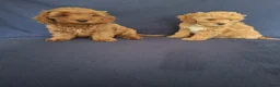 Cavapoo honden te koop: cavapoo puppen beschikbaar - Advertentie 12