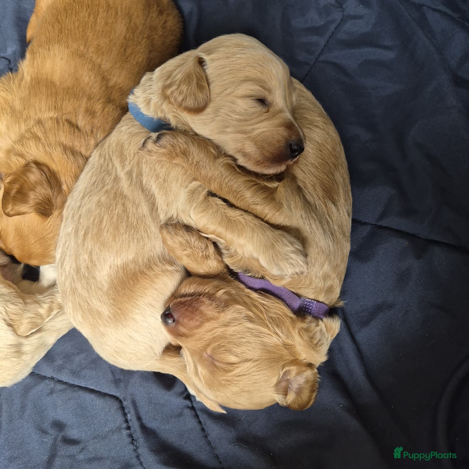 Kruising honden Australian Goldendoodles, medium - Advertentie 2