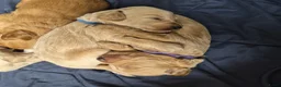 Kruising honden te koop: Australian Goldendoodles, medium - Advertentie 8