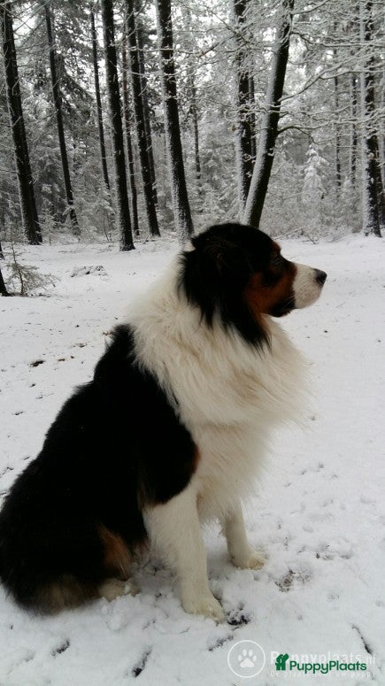 Australian Shepherd honden Mooie Australian Shepherd, Black Tri - Advertentie 1