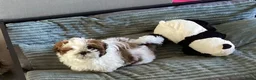 Shih Tzu honden te koop: Te koop teefje Shih tzu - Advertentie 4