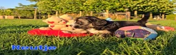 Maltipoo honden te koop: 🥰 9 Prachtige Maltipoo pups! Unieke kleuren 🐶 - Advertentie 7