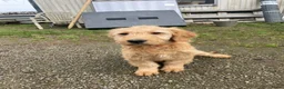 Kruising honden te koop: Mooi goldendoodle reutje! - Advertentie 3
