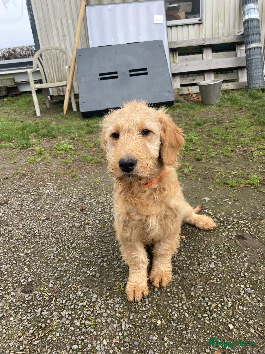 Kruising honden te koop: Mooi goldendoodle reutje! - Advertentie 3