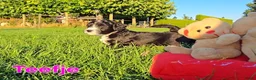 Maltipoo honden te koop: 🥰 9 Prachtige Maltipoo pups! Unieke kleuren 🐶 - Advertentie 17