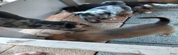 Jack Russel Terriër honden te koop: 5 leuke jack russel pups - Advertentie 6