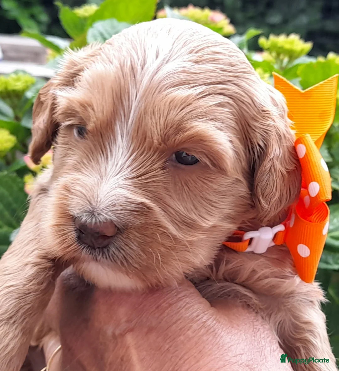 Australian Labradoodle honden te koop: Australian Labradoodle pups WALA stamboom  - Advertentie 2