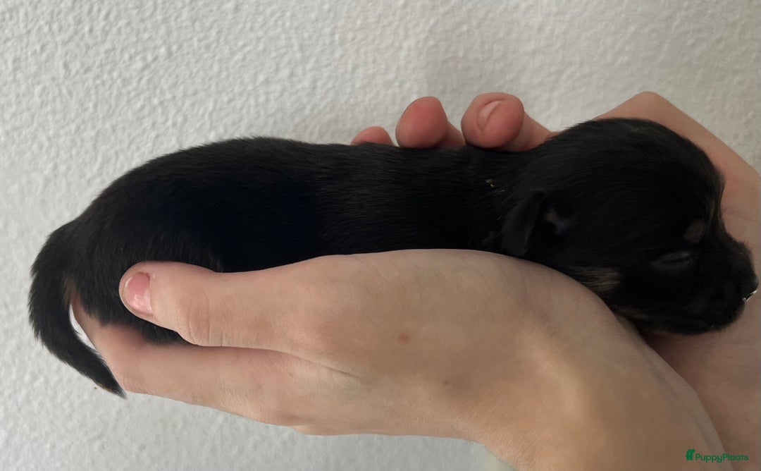Chihuahua honden te koop: Mooie en lieve langhaar chihuahua. - Advertentie 6