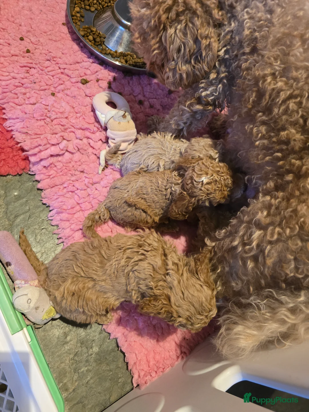 Maltipoo honden te koop: Mooie Maltipoo / toy poedel pup pups - Advertentie 15