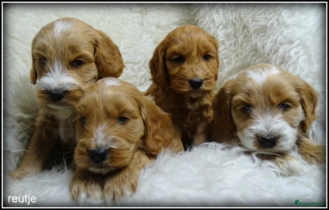 Cockapoo honden te koop: Cockapoo pups - Advertentie 3