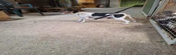 Fox Terriër Gladhaar honden te koop: boerenfox pup - Advertentie 6