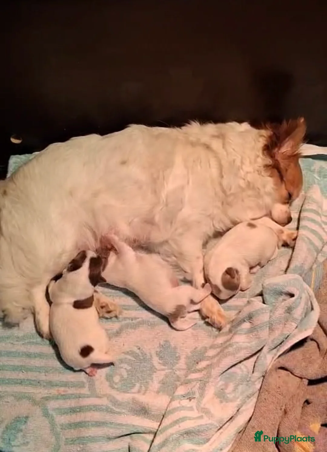 Chihuahua honden te koop: Chihuahua pups te koop - Advertentie 3