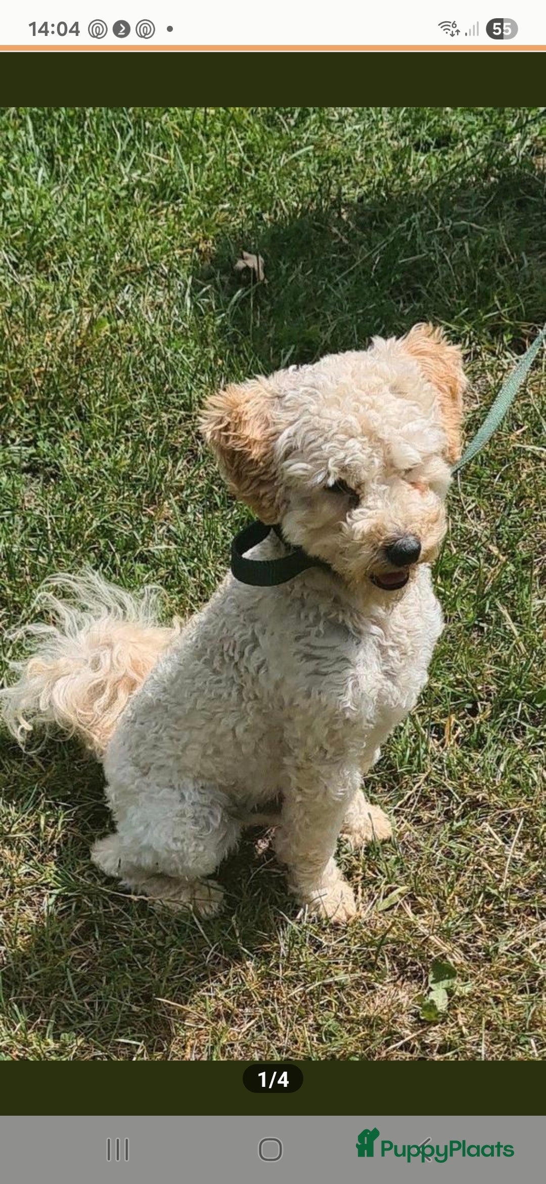 Kruising honden te koop: Foxdoodle puppies te koop (Foodle) - Advertentie 11