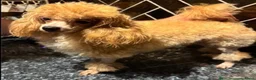 Poedel Toy honden te koop: 4 toy poedel pupjes reutjes  - Advertentie 5