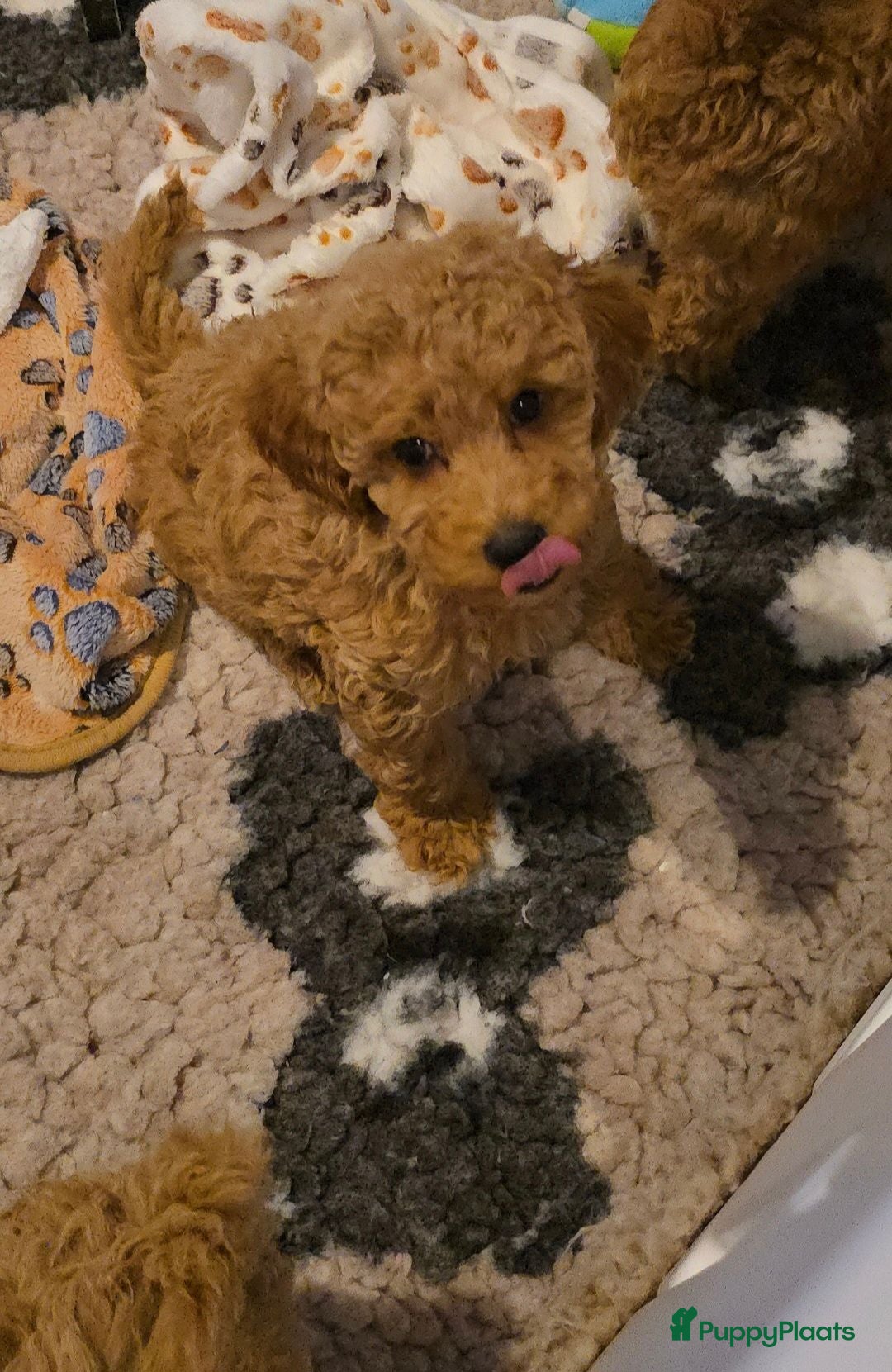 Maltipoo honden Mooie Maltipoo Pups puppies ( toy poedel ) - Advertentie 2