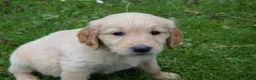Golden Retriever honden te koop: Golden Retriever pups met stamboom - Advertentie 19