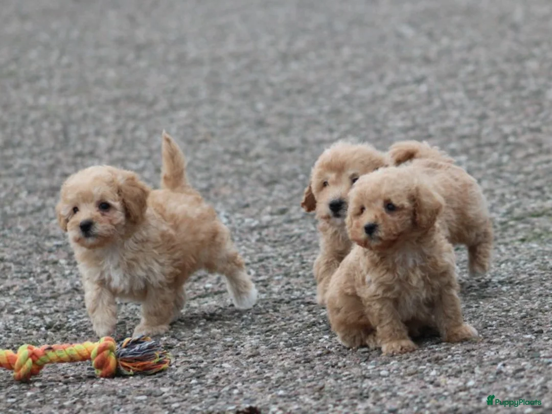 Maltipoo honden te koop: Maltipoo pups - Advertentie 6