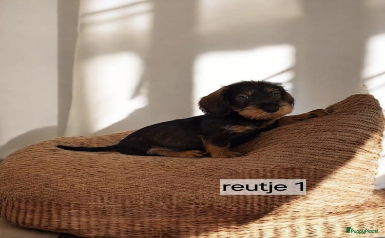 Ruwhaar Teckel honden - Advertentie 1