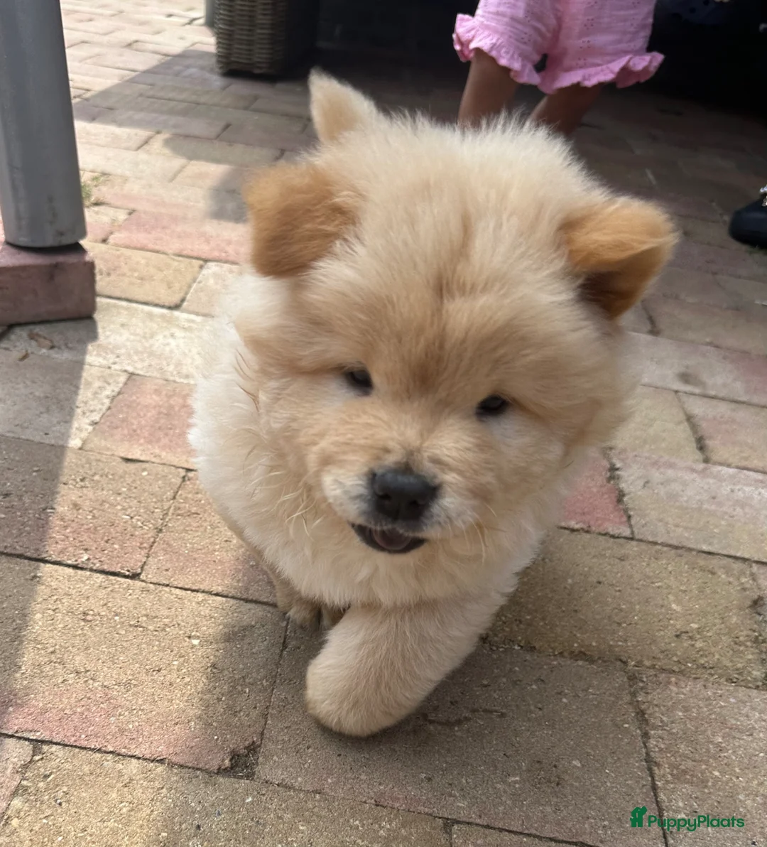 Chow Chow honden te koop: Mooie Chow Chow pups geboren - Advertentie 2