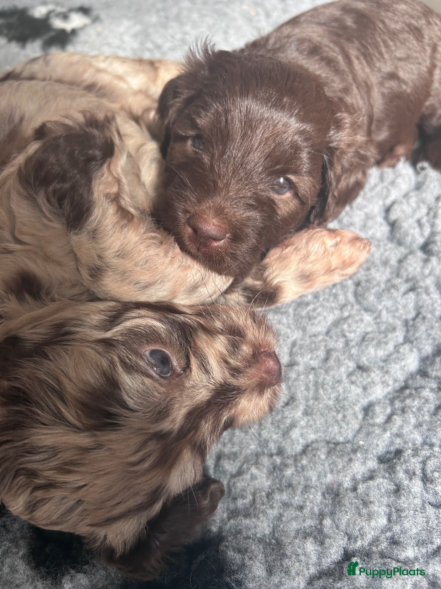 Labradoodle honden Prachtige Labradoodle pups – Choco Merle & Choco  - Advertentie 2