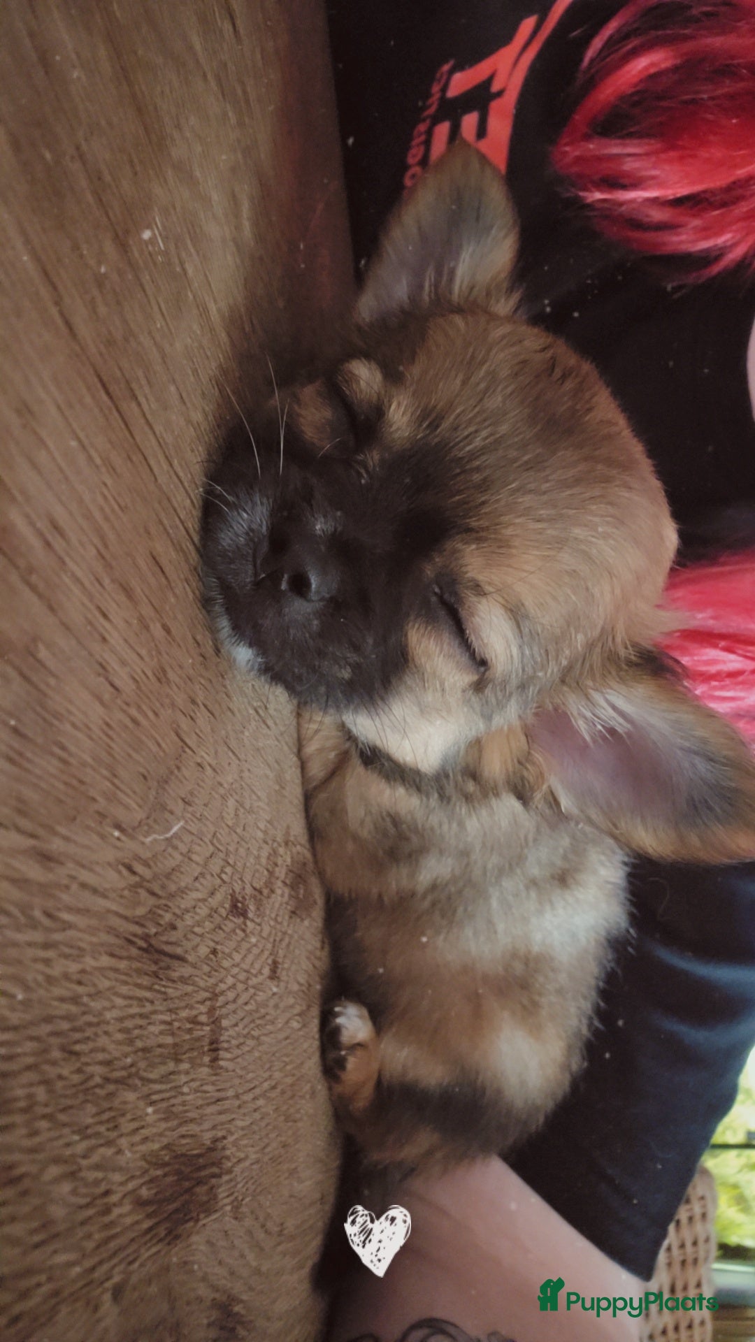 Chihuahua honden te koop: Chihuahua reutjes  - Afbeelding 2