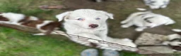 Border Collie honden te koop: Nog 2 mooie border collie dametjes - Advertentie 6