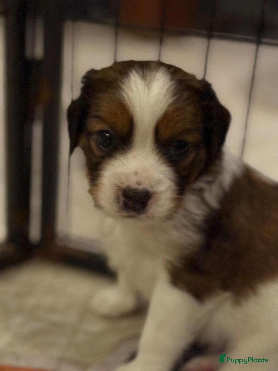 Kooikerhondje honden te koop: Schitterende kooikerhondje pups  - Advertentie 20