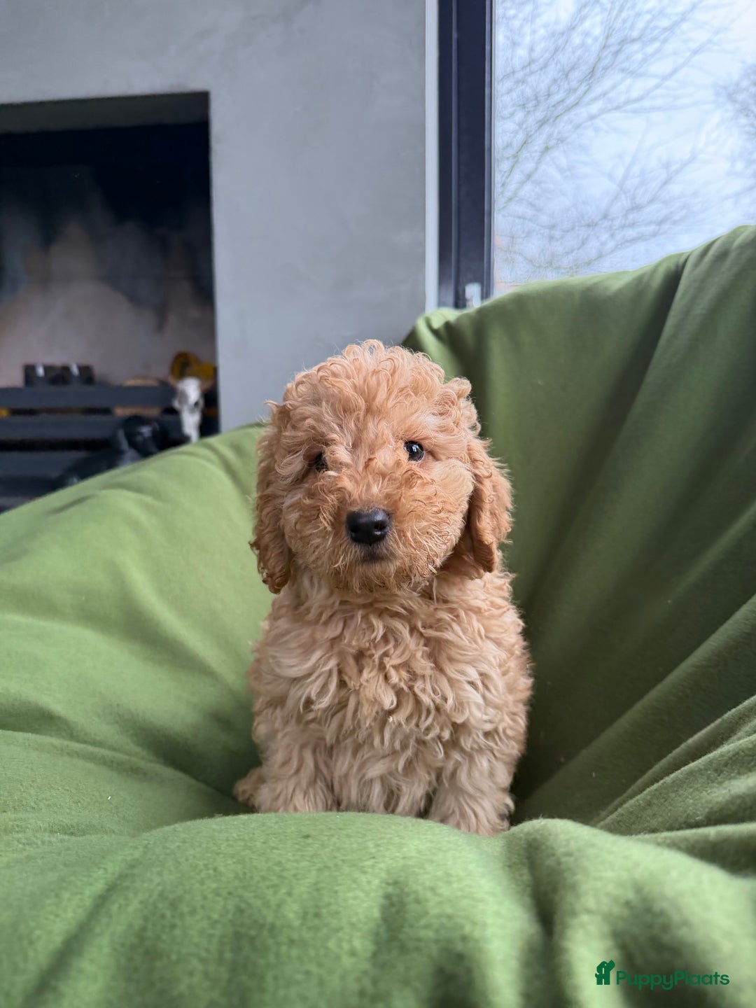 Labradoodle honden te koop: Mini Doodle (Dwergpoedel x Labradoodle) pups - Advertentie 14