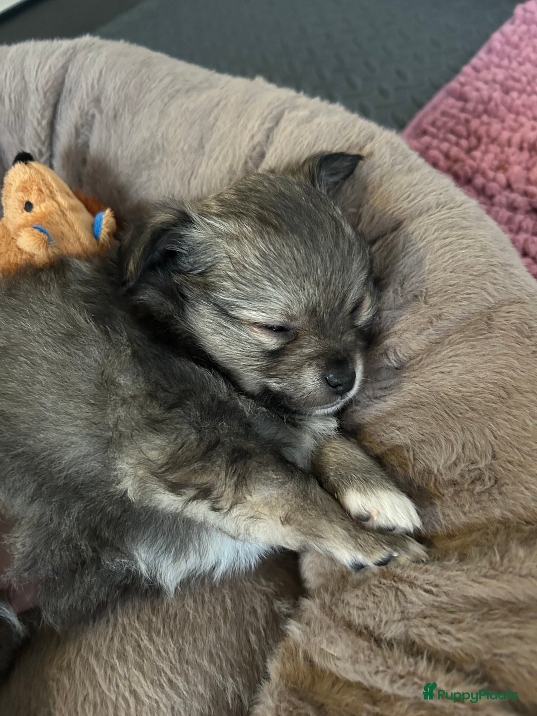 Pomchi honden te koop: Pomchi reutje - Advertentie 2