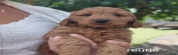 Cockapoo honden te koop: Cockapoo pups zoeken nieuw thuis - Advertentie 2