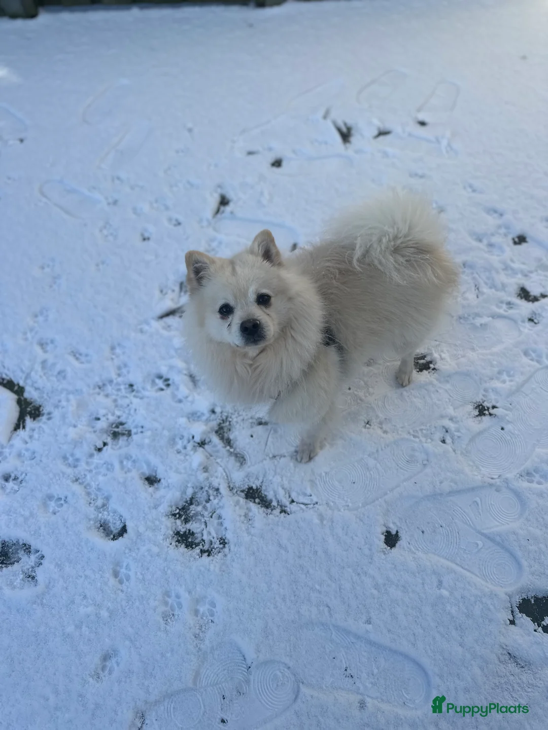 Keeshond honden te koop: Keeshond zoekt een nieuw thuis♥️ - Advertentie 5