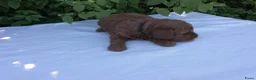 Kruising honden te koop: Rode Dwerg / Toy Poedel pups  - Advertentie 4