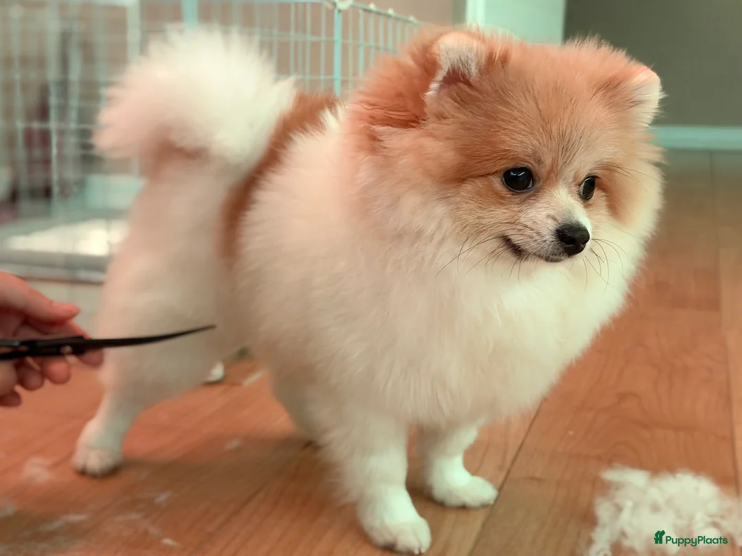 Pomeriaan honden te koop: Mikkie Pomperiaan - Advertentie 3