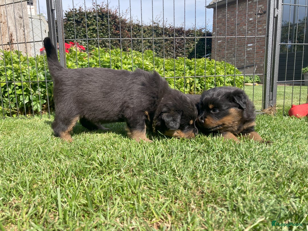 Rottweiler honden te koop: Mooie Rottweiler pups - Afbeelding 18