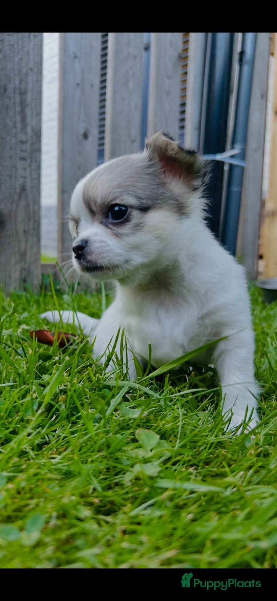 Chihuahua honden Mooie langharige chihuahua pups - Advertentie 2